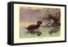 Musk Duck-Allan Brooks-Framed Stretched Canvas