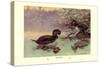 Musk Duck-Allan Brooks-Stretched Canvas