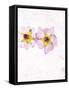 Musk Mallow, Mallow, Malva Moschata, Blossoms, Rose, Yellow-Axel Killian-Framed Stretched Canvas