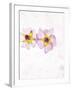 Musk Mallow, Mallow, Malva Moschata, Blossoms, Rose, Yellow-Axel Killian-Framed Photographic Print