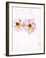 Musk Mallow, Mallow, Malva Moschata, Blossoms, Rose, Yellow-Axel Killian-Framed Photographic Print