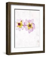 Musk Mallow, Mallow, Malva Moschata, Blossoms, Rose, Yellow-Axel Killian-Framed Photographic Print