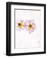 Musk Mallow, Mallow, Malva Moschata, Blossoms, Rose, Yellow-Axel Killian-Framed Photographic Print