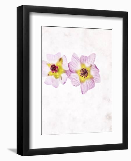 Musk Mallow, Mallow, Malva Moschata, Blossoms, Rose, Yellow-Axel Killian-Framed Photographic Print