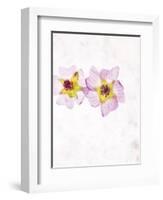 Musk Mallow, Mallow, Malva Moschata, Blossoms, Rose, Yellow-Axel Killian-Framed Photographic Print