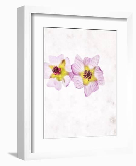 Musk Mallow, Mallow, Malva Moschata, Blossoms, Rose, Yellow-Axel Killian-Framed Photographic Print