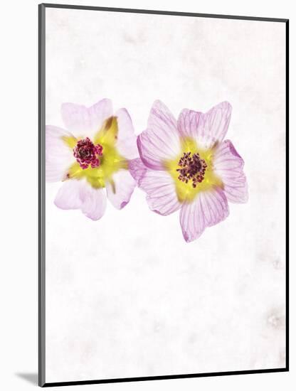 Musk Mallow, Mallow, Malva Moschata, Blossoms, Rose, Yellow-Axel Killian-Mounted Photographic Print