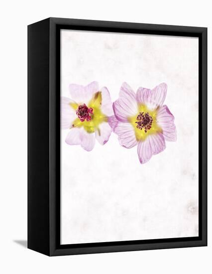Musk Mallow, Mallow, Malva Moschata, Blossoms, Rose, Yellow-Axel Killian-Framed Stretched Canvas