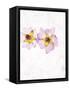 Musk Mallow, Mallow, Malva Moschata, Blossoms, Rose, Yellow-Axel Killian-Framed Stretched Canvas