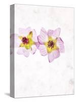 Musk Mallow, Mallow, Malva Moschata, Blossoms, Rose, Yellow-Axel Killian-Stretched Canvas