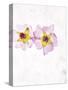 Musk Mallow, Mallow, Malva Moschata, Blossoms, Rose, Yellow-Axel Killian-Stretched Canvas