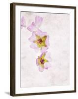 Musk Mallow, Mallow, Malva Moschata, Blossoms, Rose, Yellow-Axel Killian-Framed Photographic Print