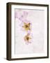 Musk Mallow, Mallow, Malva Moschata, Blossoms, Rose, Yellow-Axel Killian-Framed Photographic Print