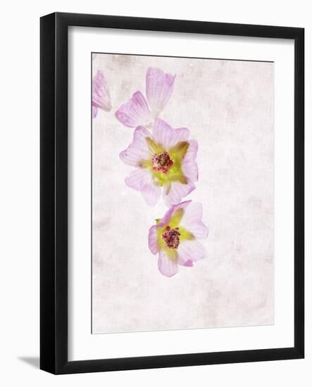 Musk Mallow, Mallow, Malva Moschata, Blossoms, Rose, Yellow-Axel Killian-Framed Photographic Print