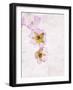 Musk Mallow, Mallow, Malva Moschata, Blossoms, Rose, Yellow-Axel Killian-Framed Photographic Print