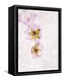 Musk Mallow, Mallow, Malva Moschata, Blossoms, Rose, Yellow-Axel Killian-Framed Stretched Canvas