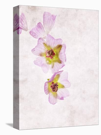 Musk Mallow, Mallow, Malva Moschata, Blossoms, Rose, Yellow-Axel Killian-Stretched Canvas