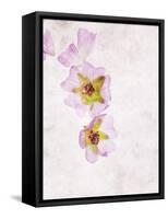 Musk Mallow, Mallow, Malva Moschata, Blossoms, Rose, Yellow-Axel Killian-Framed Stretched Canvas