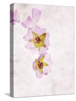 Musk Mallow, Mallow, Malva Moschata, Blossoms, Rose, Yellow-Axel Killian-Stretched Canvas