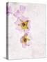 Musk Mallow, Mallow, Malva Moschata, Blossoms, Rose, Yellow-Axel Killian-Stretched Canvas