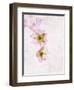 Musk Mallow, Mallow, Malva Moschata, Blossoms, Rose, Yellow-Axel Killian-Framed Photographic Print