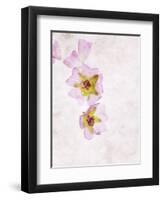 Musk Mallow, Mallow, Malva Moschata, Blossoms, Rose, Yellow-Axel Killian-Framed Photographic Print