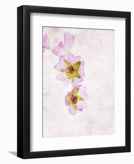 Musk Mallow, Mallow, Malva Moschata, Blossoms, Rose, Yellow-Axel Killian-Framed Photographic Print