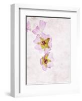 Musk Mallow, Mallow, Malva Moschata, Blossoms, Rose, Yellow-Axel Killian-Framed Photographic Print