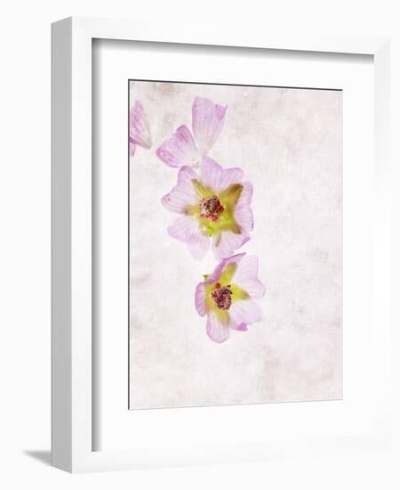 Musk Mallow, Mallow, Malva Moschata, Blossoms, Rose, Yellow-Axel Killian-Framed Photographic Print