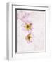 Musk Mallow, Mallow, Malva Moschata, Blossoms, Rose, Yellow-Axel Killian-Framed Photographic Print