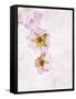 Musk Mallow, Mallow, Malva Moschata, Blossoms, Rose, Yellow-Axel Killian-Framed Stretched Canvas