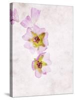 Musk Mallow, Mallow, Malva Moschata, Blossoms, Rose, Yellow-Axel Killian-Stretched Canvas