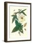 Musk Okra with Tetrio Sphinx-Maria Sibylla Merian-Framed Art Print