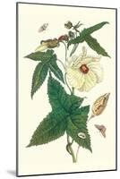 Musk Okra with Tetrio Sphinx-Maria Sibylla Merian-Mounted Art Print