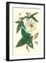 Musk Okra with Tetrio Sphinx-Maria Sibylla Merian-Framed Art Print