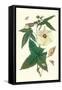 Musk Okra with Tetrio Sphinx-Maria Sibylla Merian-Framed Stretched Canvas