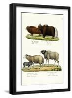 Musk Ox, 1824-Karl Joseph Brodtmann-Framed Premium Giclee Print