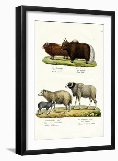 Musk Ox, 1824-Karl Joseph Brodtmann-Framed Premium Giclee Print