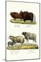 Musk Ox, 1824-Karl Joseph Brodtmann-Mounted Premium Giclee Print