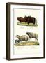 Musk Ox, 1824-Karl Joseph Brodtmann-Framed Giclee Print