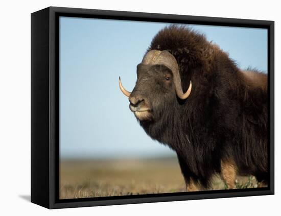 Musk Ox Bull on the North Slope of the Brooks Range, Alaska, USA-Steve Kazlowski-Framed Stretched Canvas