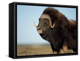 Musk Ox Bull on the North Slope of the Brooks Range, Alaska, USA-Steve Kazlowski-Framed Stretched Canvas