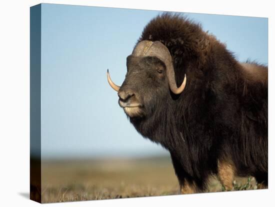 Musk Ox Bull on the North Slope of the Brooks Range, Alaska, USA-Steve Kazlowski-Stretched Canvas