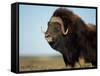 Musk Ox Bull on the North Slope of the Brooks Range, Alaska, USA-Steve Kazlowski-Framed Stretched Canvas