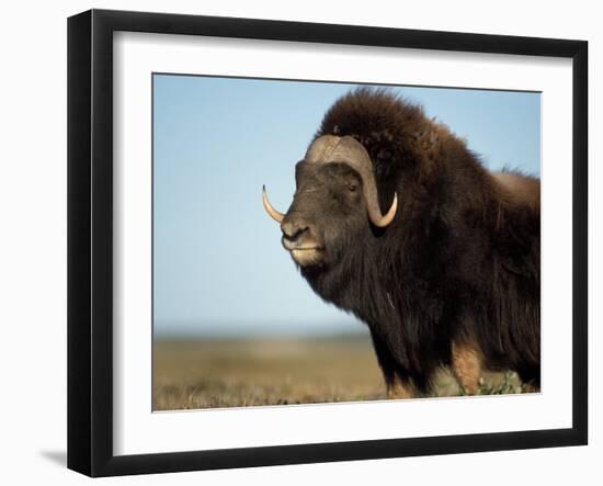 Musk Ox Bull on the North Slope of the Brooks Range, Alaska, USA-Steve Kazlowski-Framed Premium Photographic Print