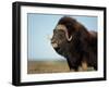 Musk Ox Bull on the North Slope of the Brooks Range, Alaska, USA-Steve Kazlowski-Framed Premium Photographic Print