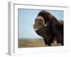 Musk Ox Bull on the North Slope of the Brooks Range, Alaska, USA-Steve Kazlowski-Framed Premium Photographic Print