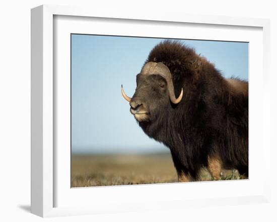 Musk Ox Bull on the North Slope of the Brooks Range, Alaska, USA-Steve Kazlowski-Framed Photographic Print