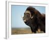 Musk Ox Bull on the North Slope of the Brooks Range, Alaska, USA-Steve Kazlowski-Framed Photographic Print