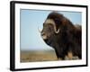 Musk Ox Bull on the North Slope of the Brooks Range, Alaska, USA-Steve Kazlowski-Framed Photographic Print